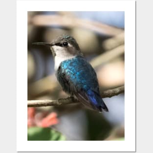 Bee Hummingbird Posters and Art